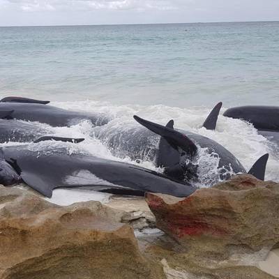В Австралии готовят масштабную операцию по спасению чёрных дельфинов