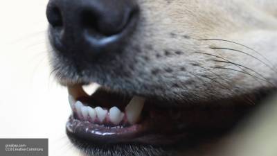 Обглоданный собаками труп женщины обнаружили в Камышине