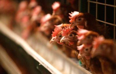 Казахстан сообщил о вспышке птичьего гриппа, который не представляет угрозы для человека