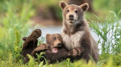 В сети выбирают самые смешные снимки из дикой природы - Comedy Wildlife Photo Awards