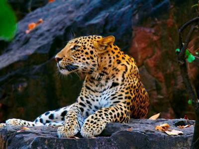 В ЮАР стая разгневанных павианов «закошмарила» леопарда