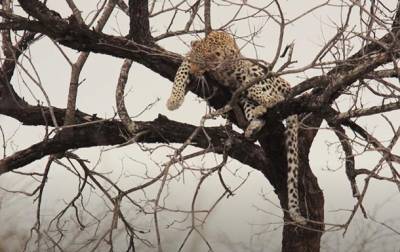 В ЮАР леопард сбежал от бабуинов на дерево