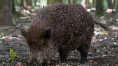 В Лопатинском районе браконьеры убили кабана