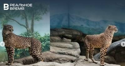 В казанском зооботаническом саду появились гепарды из Франции
