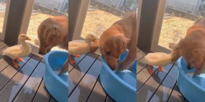Twitter-аккаунт дня: Гусь и собака дерутся за тазик для купания видео