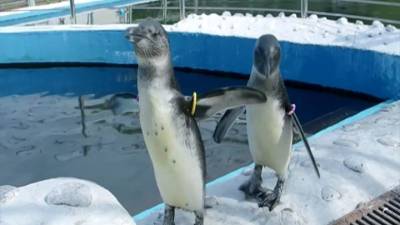 Первое купание пингвинят показали в красноярском зоопарке