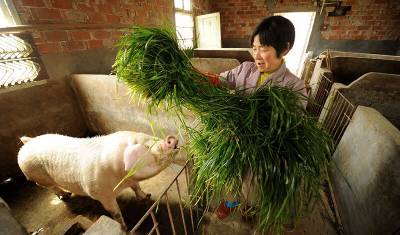 Китай пострадал от дефицита свинины