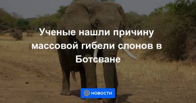 Ученые нашли причину массовой гибели слонов в Ботсване