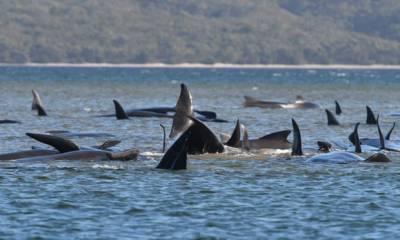 У берегов Тасмании на мели оказалась стая китов, 25 уже погибли