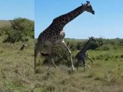 Самка жирафа при защите детеныша атаковала стаю гепардов
