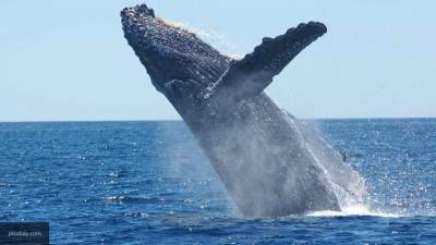 Горбатый кит смог спастись от стаи крокодилов на реке в Австралии