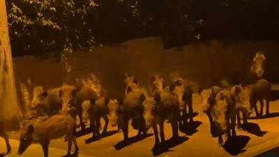 Шокирующее видео из карантина: на Хайфу надвигается стадо кабанов