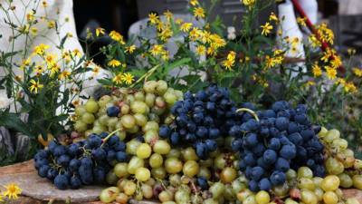 Агроном оценил пользу винограда