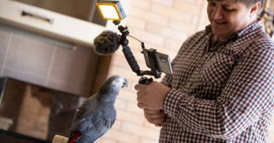 "Алё, прокуратура!": в Калининграде говорящая самка попугая стала звездой YouTube (видео)