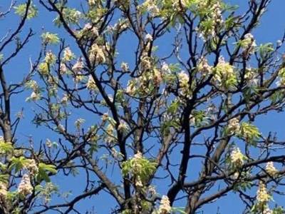 «Скоро лето?»: на столичных Осокорках заметили цветущий каштан