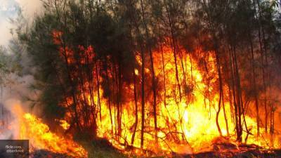 Около 60 га горят в Бобровском лесничестве под Воронежем