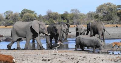Массовую гибель слонов в Ботсване объяснили цианобактериями