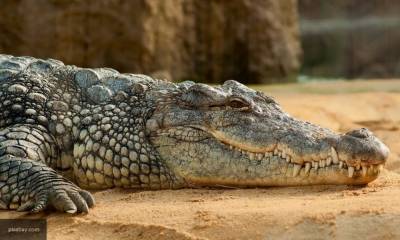 Украина хочет получить мясо крокодила в обмен на сало и свинину