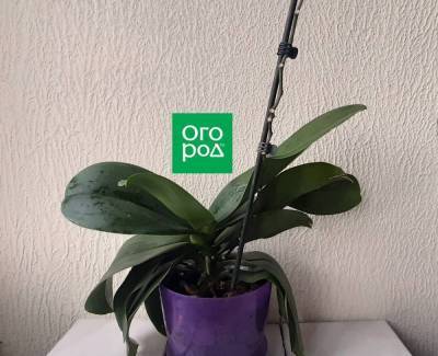 Нужно ли обрезать орхидею после цветения и как это сделать правильно – мастер-класс с фото