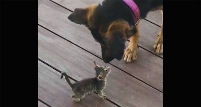 "Я тебя в обиду не дам!" Большая собака нашла котенка, дальше что-то пошло не так. Видео