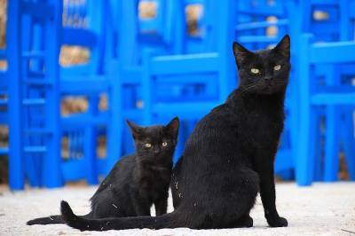 Испанец лишился жилья из-за 110 кошек - Cursorinfo: главные новости Израиля
