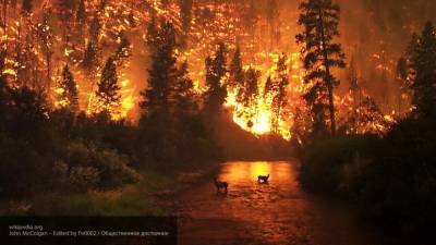Крупный лесной пожар произошел в Бобровском районе под Воронежем