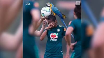 Огромный попугай прервал тренировку сборной Бразилии, сев но голову футболистке. Видео