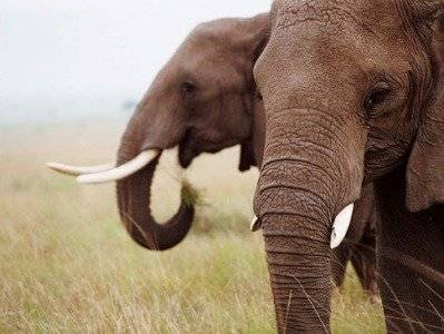 Причиной внезапной смерти 330 слонов в Ботсване стали токсичные водоросли