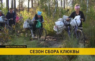 В поисках «красного золота»: зачем украинцы переходят через границу на белорусские Ольманские болота