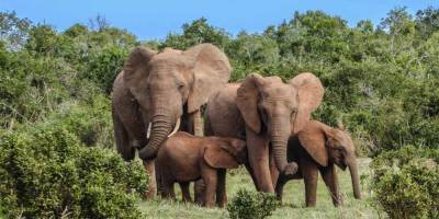 В Ботсване слоны массово гибнут от загадочной инфекции