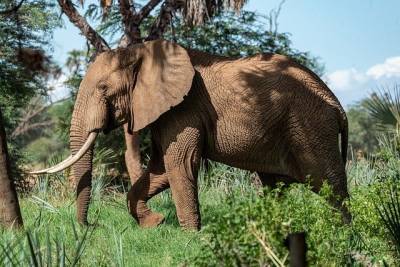 Биологи назвали причину массовой гибели слонов в Ботсване - ecosever.ru - Ботсвана