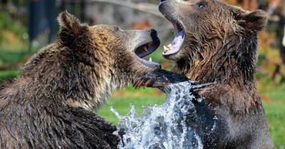 Впервые за 100 лет в Чернобыльскую зону вернулись медведи