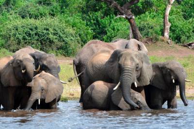 Больше 300 слонов умерли в Ботсване из-за природных токсинов в воде
