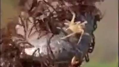 Облепивших железную дорогу в Приморье пауков сняли на видео