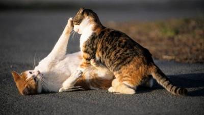 «Пушистые преступники»: Владельцев хищных котов требуют судить в Нидерландах