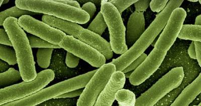 Ученые раскрыли секрет распространения древней инфекционной болезни