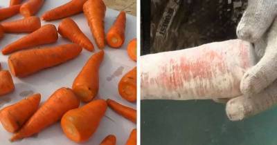 Простой способ сохранить сочную морковь без погреба - skuke.net