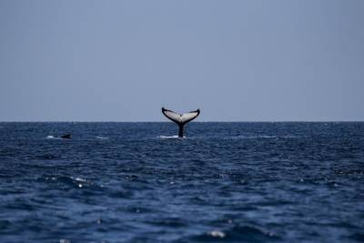 В Австралии на берег выбросились около 270 китов