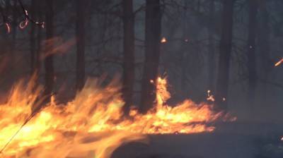 В Воронежской области локализовали крупный лесной пожар у села