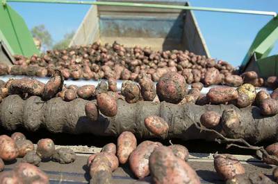 В регионе набирает темпы уборка технических культур, овощей и картофеля