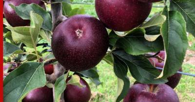 Названы самые полезные сорта яблок
