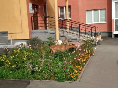 Кемеровчане обсуждают нашествие коз и овец на дворы многоэтажек