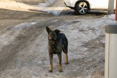 Правила подачи заявок на отлов бездомных собак изменились в Чите