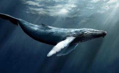 Внезапно погибли почти 100 китов в Австралии