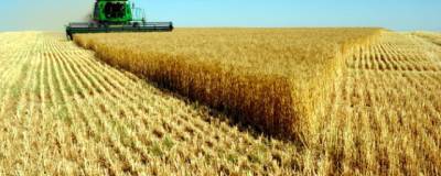 В Новосибирской области в 2,8 раза увеличился экспорт зерновых