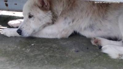 Хатико из Тигрового: пес третью неделю ждет хозяина на перроне