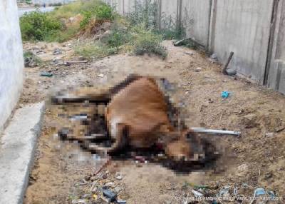 С улиц Ашхабада неделями не убирают трупы домашнего скота