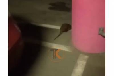Краснодарскую парковку оккупировала крыса размером с кошку