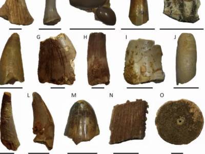 Ученые обнаружили зубы древнего «речного чудовища»