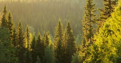 В России займутся инвентаризацией лесов